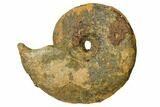 Iron Replaced Ammonite Fossil - Boulemane, Morocco #164471-1